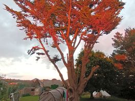 The cypress lit up by the setting sun