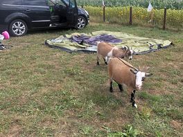 Goats