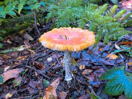 One of the many mushrooms growing in autumn
