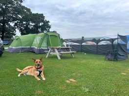 Our dog enjoying the stay