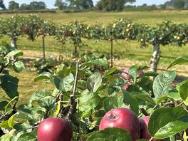 Rows of apple tries and views of the surrounding countryside