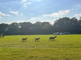 Follow the sheep leader