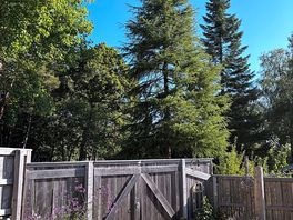 Amongst the fir trees!