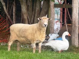 Mr goose n mrs sheep
