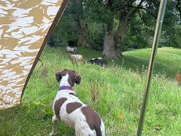 Dog friendly but be aware there are sheep on site.