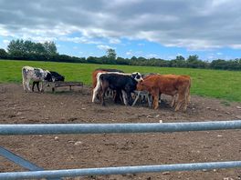 Cows in field from bowness to port carlisle