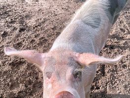 Animals on site