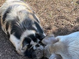 Sleeping pigs