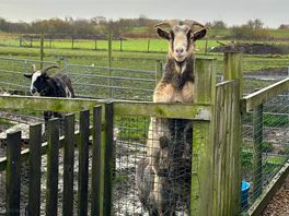 The little walk to the animals is great for the kids.