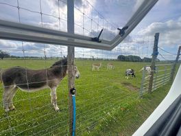 Woke up to this lovely view and the animals, loved it.