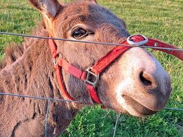 Friendly donkeys ple