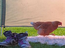 The chuck who came to chill with us for an evening. we called her barbara...from scarborough!!!