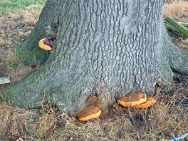 Fungi