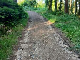 Forest trail
