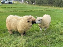 The neighbours again.