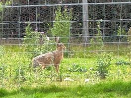 Wildlife
