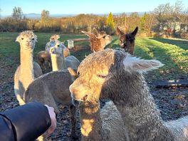 Gorgeous alpacas