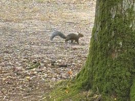 Squirrel