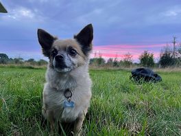 Milo in the sunset