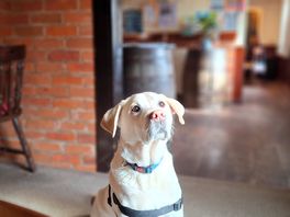 The racehorse pub