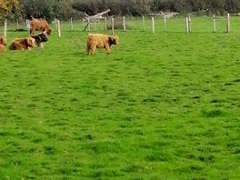 Highland cattle