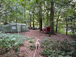 Woodland walk
