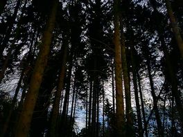 Dark forest