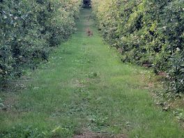 Photo of the orchard