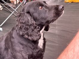 The owners dog coming to check out our breakfast :)