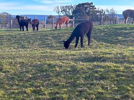 Alpacas on site
