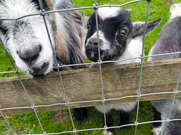 Goats were a highlight