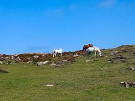 Freilaufende pferde am st. davids head