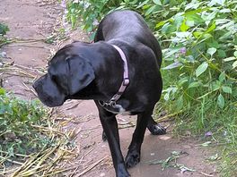 Dog walk