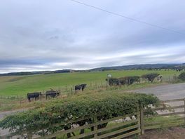 More cows.