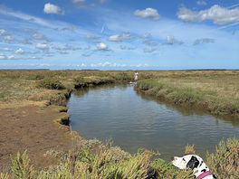 The creek