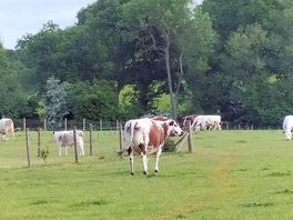 The view from our pitch, they did come closer to the fence, the calves are quite timid.