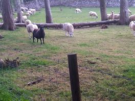 Sheep in the field.