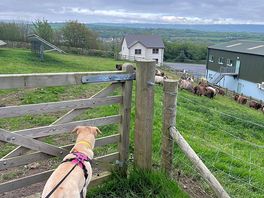 Dog friendly