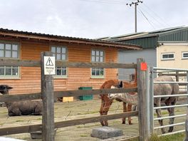 Alpacas