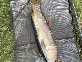 Another carp