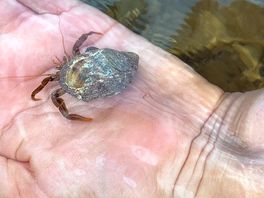 A spectacular hermit crab.