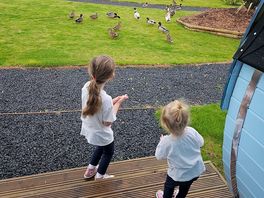 Morning stroll with the ducks
