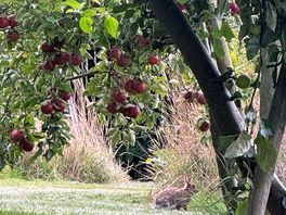 Rabbit in the fruit trees