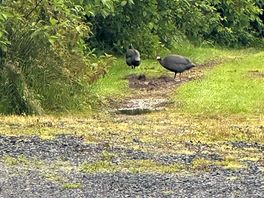 Guinea fowl