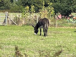 We love a donkey 🫏