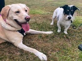 Dog friendly