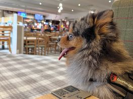 People watching.. or should i say dog watching more like 😂