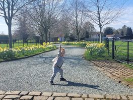 Daffodils lane