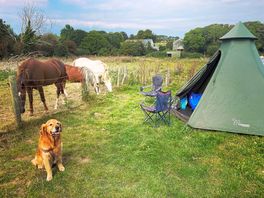 Camping companions