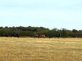 Some of the horses